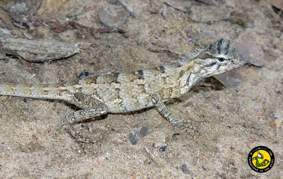 bugsnstuff.com tweet media