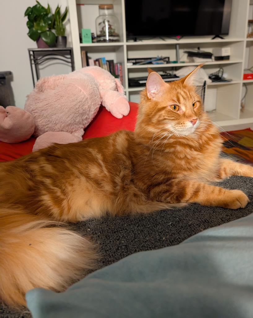 the fluffiest cat alive