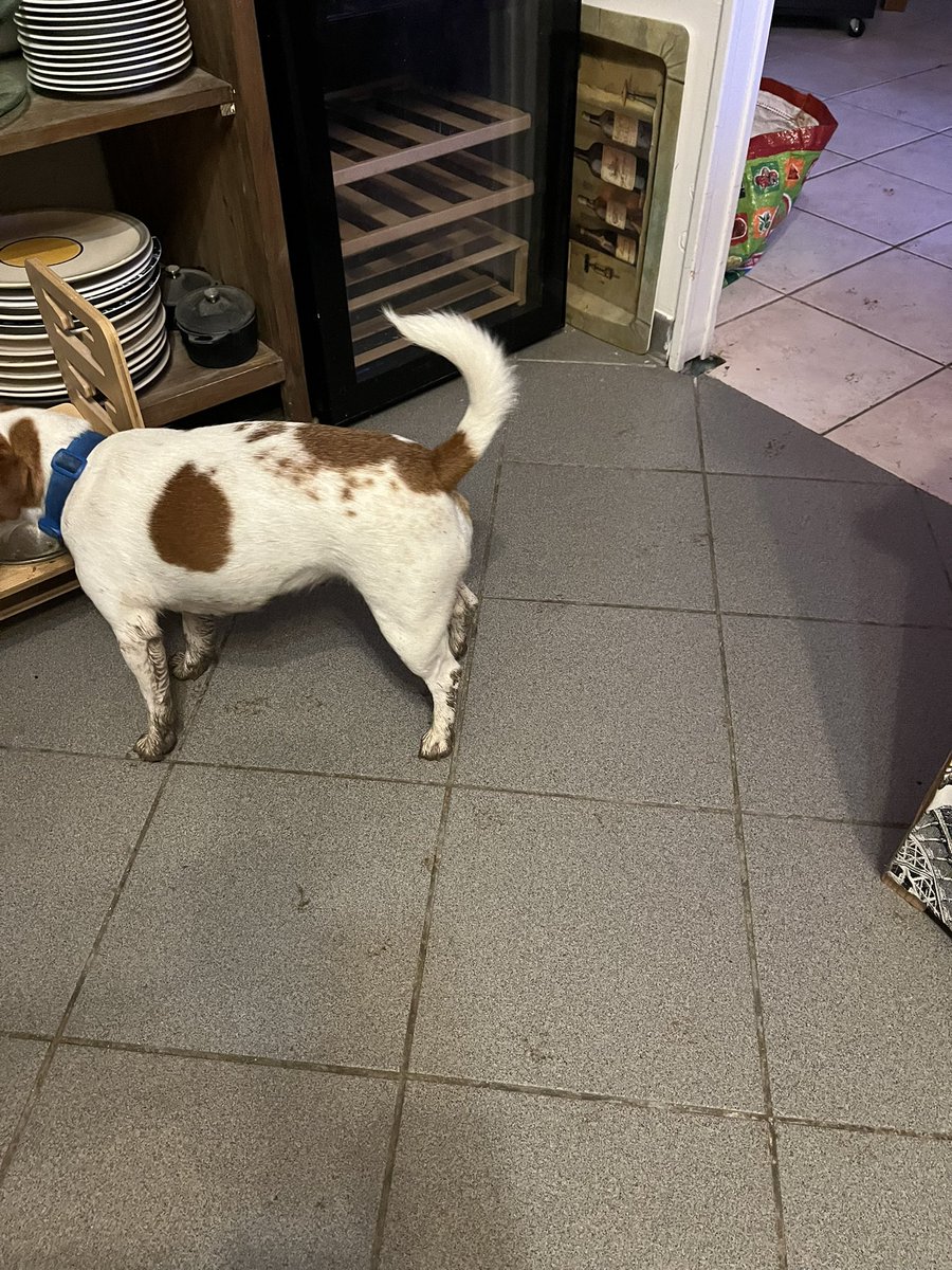 deemcox32's tweet photo. @bertie_lakeland #TheKrays are out doing their morning security check around 24240, currently having tried to arrest a hérisson in the garden this morning. Mud up to their hocks or tummy (dependent on who you are viewing). Said hérisson is now calling his therapist! https://t.co/AuSLT6NVQr