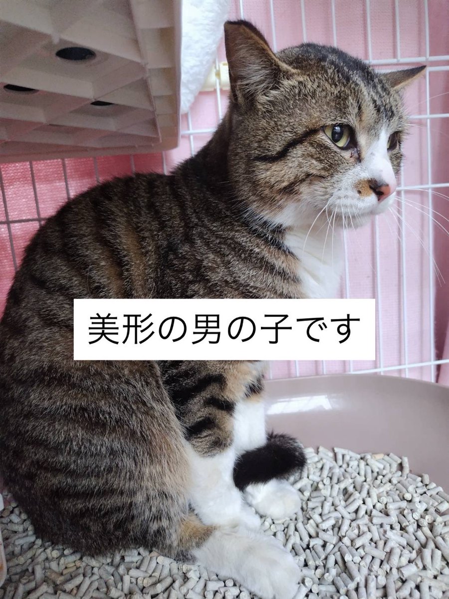 TNR依頼現場
太白区・Ｎ地区

2/9に捕獲した子
靴下くんと呼ばれていました

2/11
去勢手術
5種ワクチン
エイズ白血病検査（どちらも陰性）
駆虫済み

〈特徴〉
毛柄：キジ白
性別：男の子
年齢：推定1歳4か月
体重：4.75kg