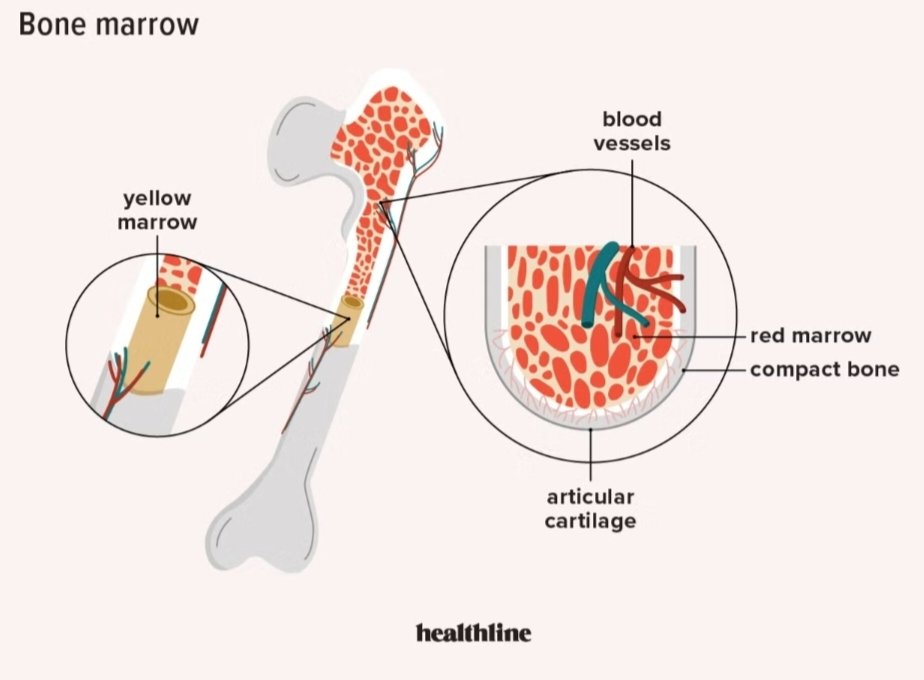 #BONEMARROW