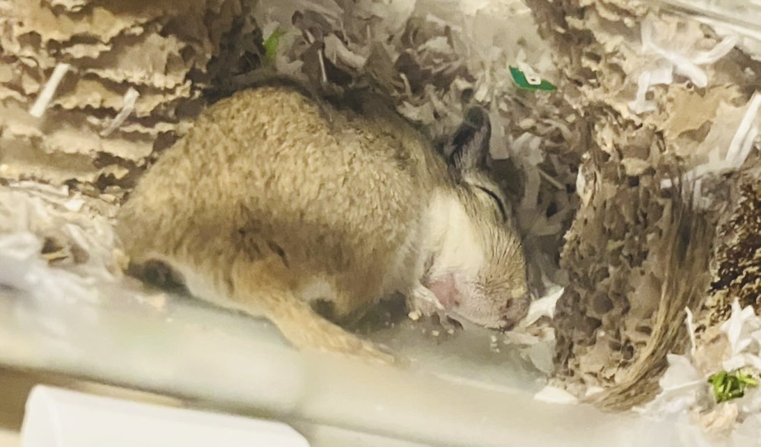 縁起の良さそうな顔で眠るエリーちゃん
珍しく前歯がチラ見えしています