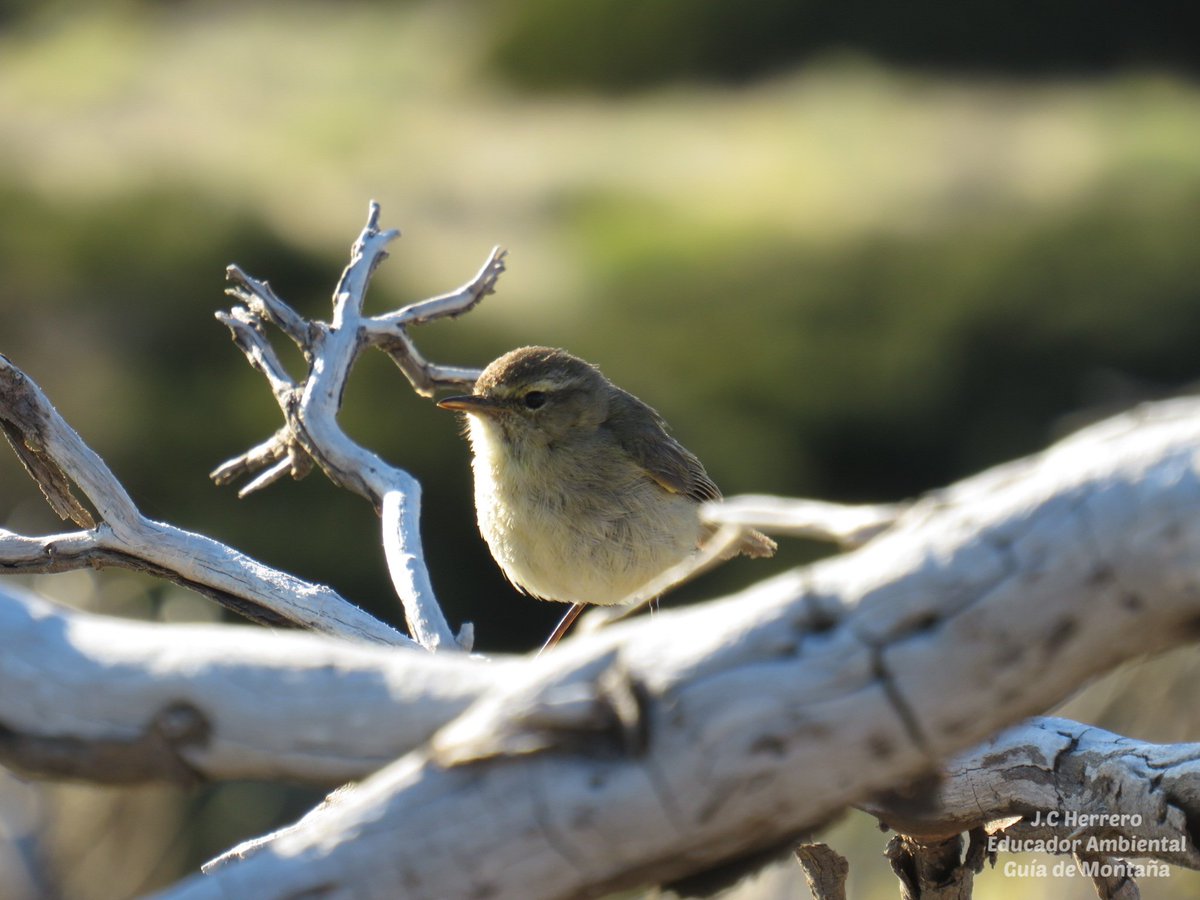 Volar #Drones en la mayoría de Espacios Naturales Protegidos 🌳⛰️ está prohibido ⛔️ pueden molestar a la fauna, provocar reacciones peligrosas y alterar sus hábitats. La mejor forma de cuidar la naturaleza es no perturbarla 👈

#EducaciónAmbiental #EducadorAmbiental
