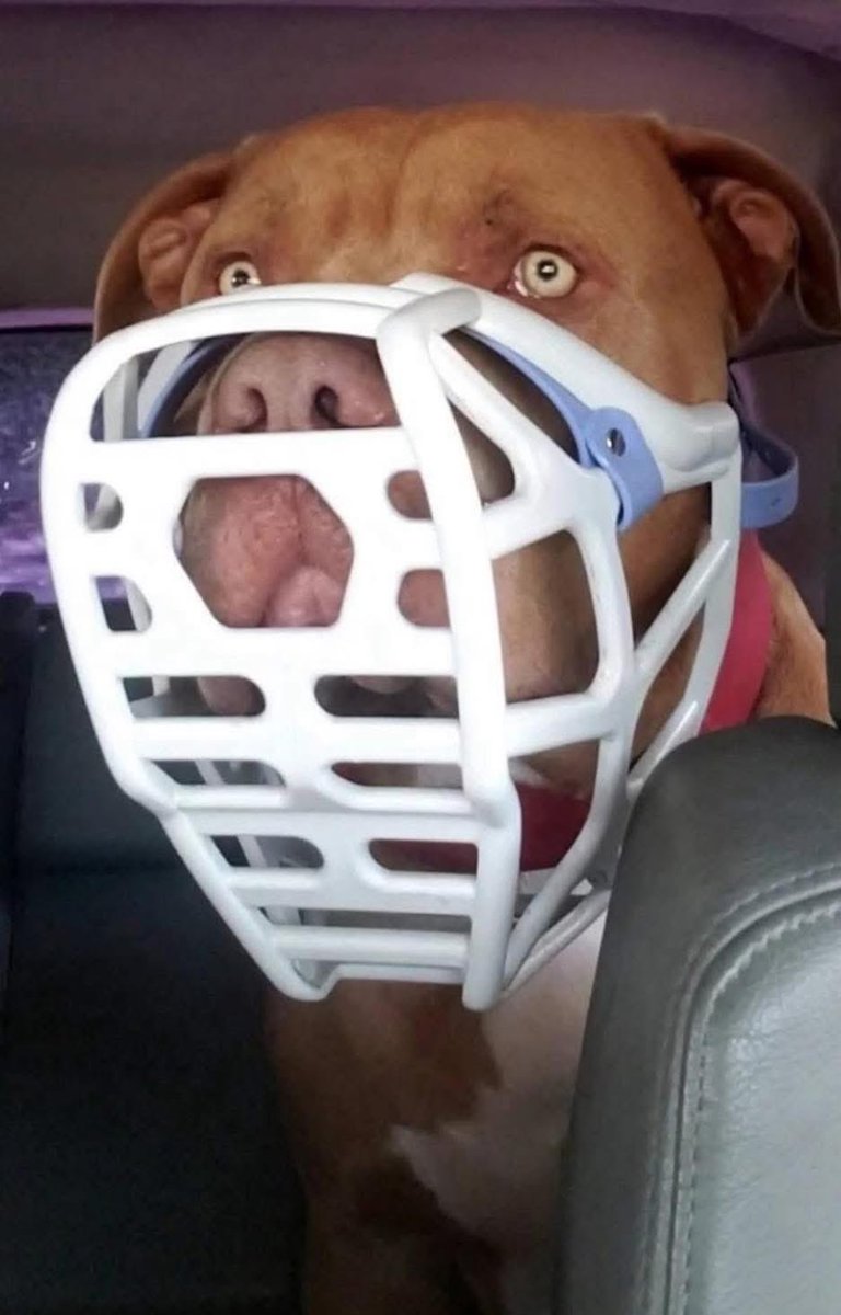 universalpitbul's tweet image. Mumma?
Yes Tyson?
Can you just take my muzzle off, I’m hot in the car 
I’m sorry Tyson but you have to be muzzled in the car too 🥹
Oh ok mumma ❤️
But I can open the window for some air ❤️
Ok Thankyou that feels better ❤️

#XLbully #bullylife #cute #EndTheStigma #dogs #dogslife