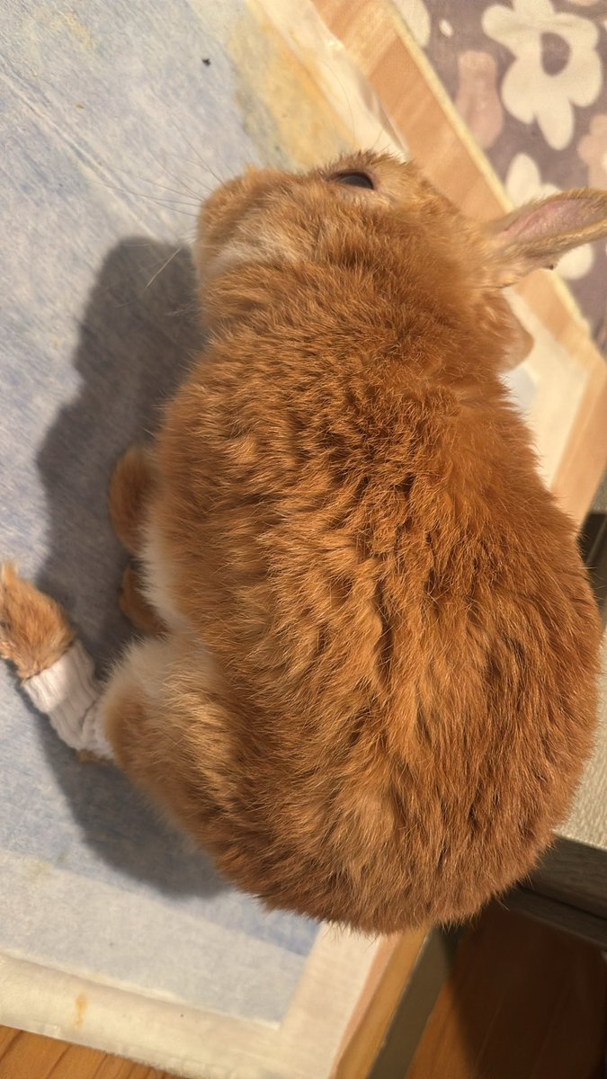mayuyunenko's tweet photo. @102ay12 
#うさぎのたからもの　さん
#うさぎの靴下
4度目の購入です
いつもありがとうございます🧦
14歳5ヶ月になりました
うさぎの靴下🧦のおかけで毎日快適に過ごせています🐰

白内障、斜頸ですが食欲旺盛で元気です
可愛いステッカーもありがとうございました🐰✨ https://t.co/rxX8UmtAZZ