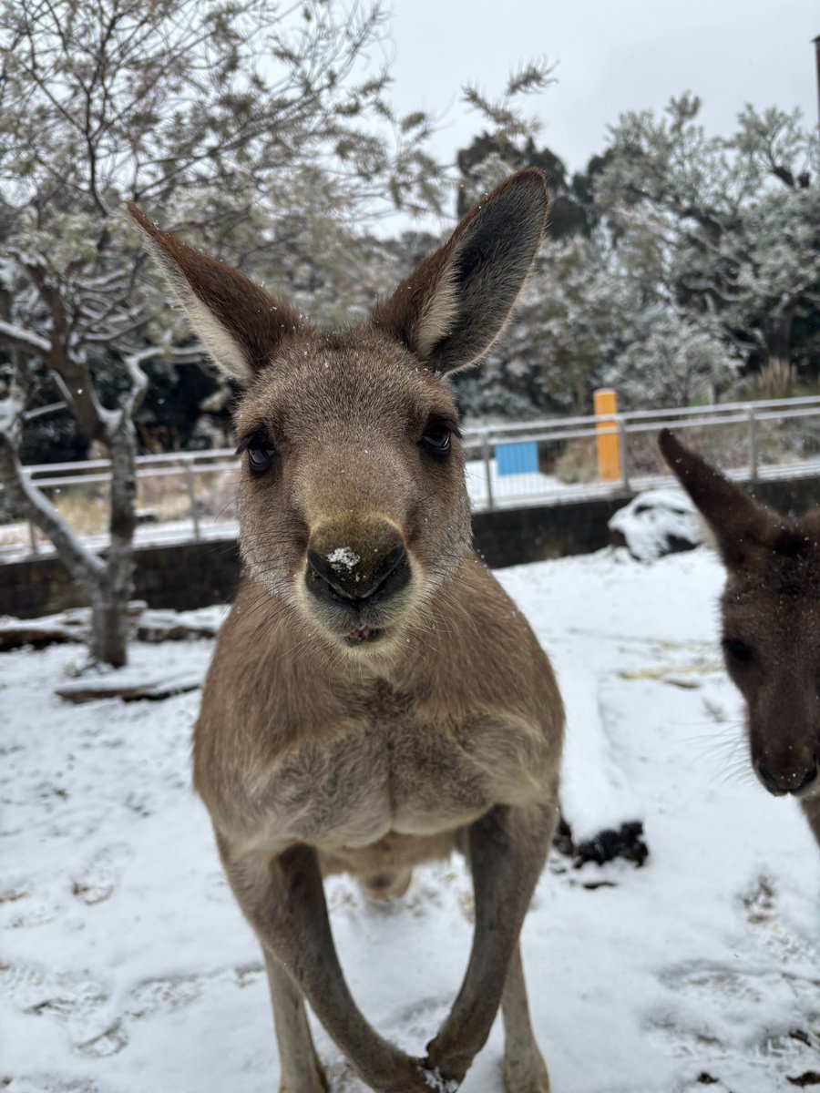 kanazawazoo317's tweet photo. 先日の大雪時の様子
お鼻に雪が付いてるよ
#オオカンガルー #Easterngraykangaroo
#コータ
#金沢動物園 #横浜です
#雪の日の動物園 https://t.co/aTeUhvnutb