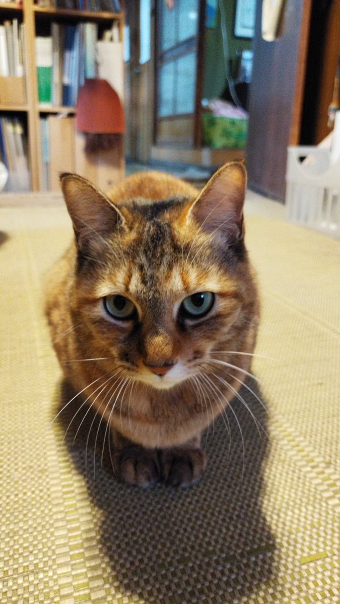 nanokazefarm's tweet photo. 姫
何かご用でしょうか
にや〜

#ねこかわいいね https://t.co/OxYkyRawxw