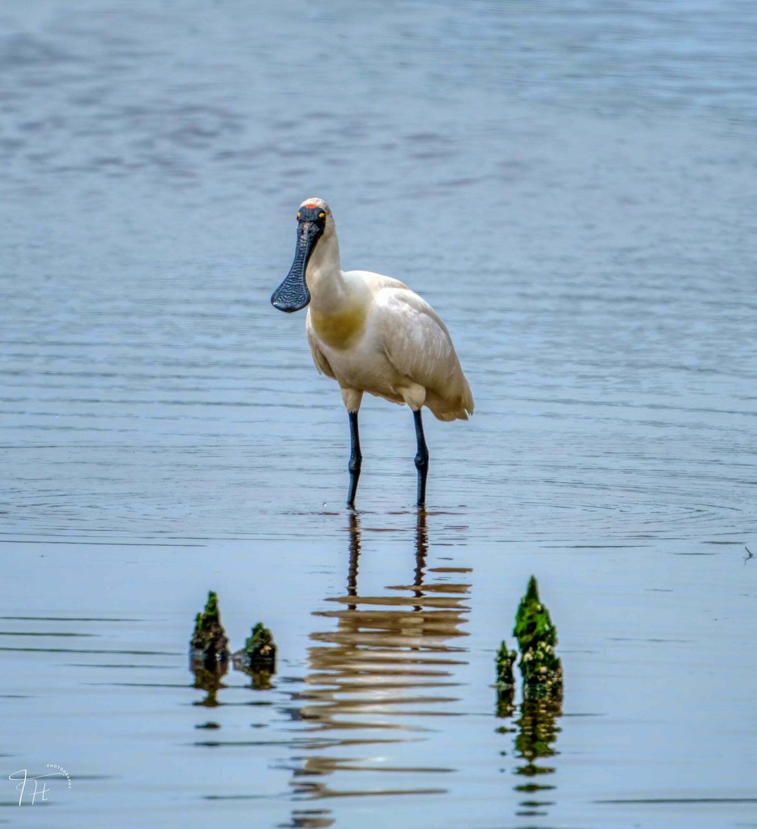 Royal Spoonbill (Platalea regia)