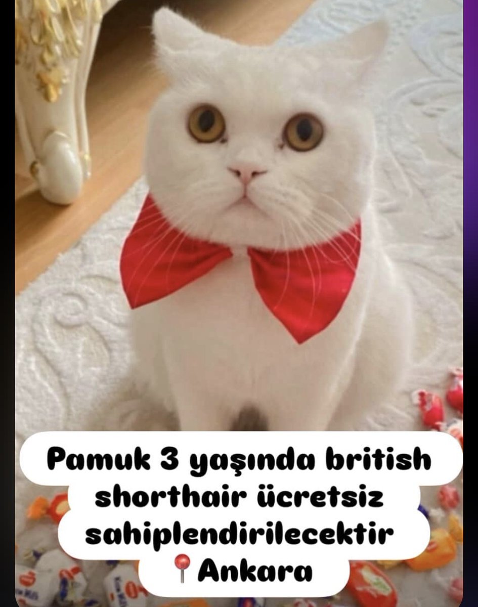 Merhaba arkadaşlar Pamuk 3 yaşında kısır dişi British takip şartıyla ücretsiz sahiplendirilecek Ankara ❣️ 

☎️532 695 2303