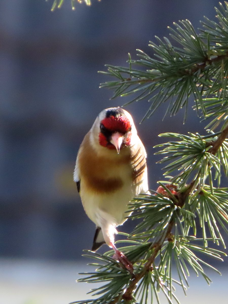 dolly35161448's tweet image. #februarivogelmaand dag 11 ##putter @Karins1968
