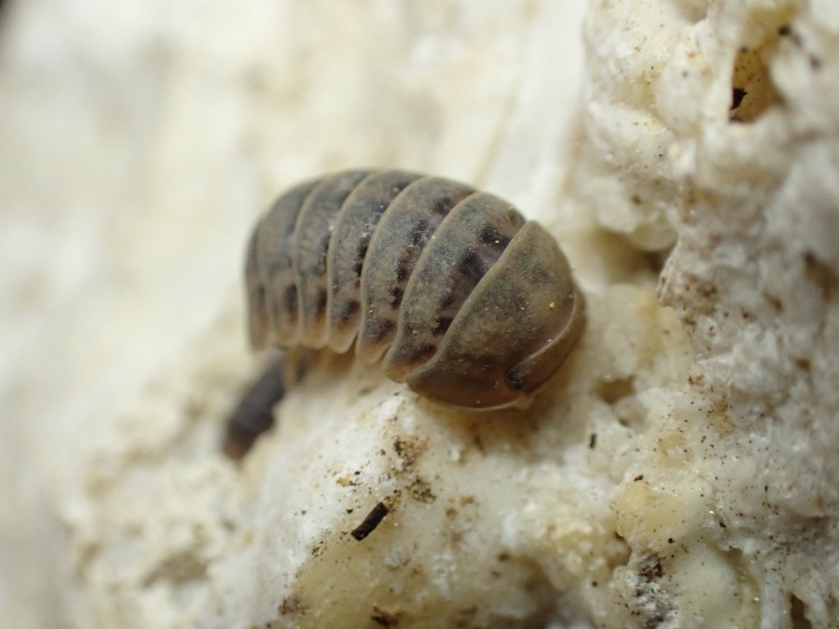 からんば ジクジク 宇宙虫♂ からんば『ジクジク』