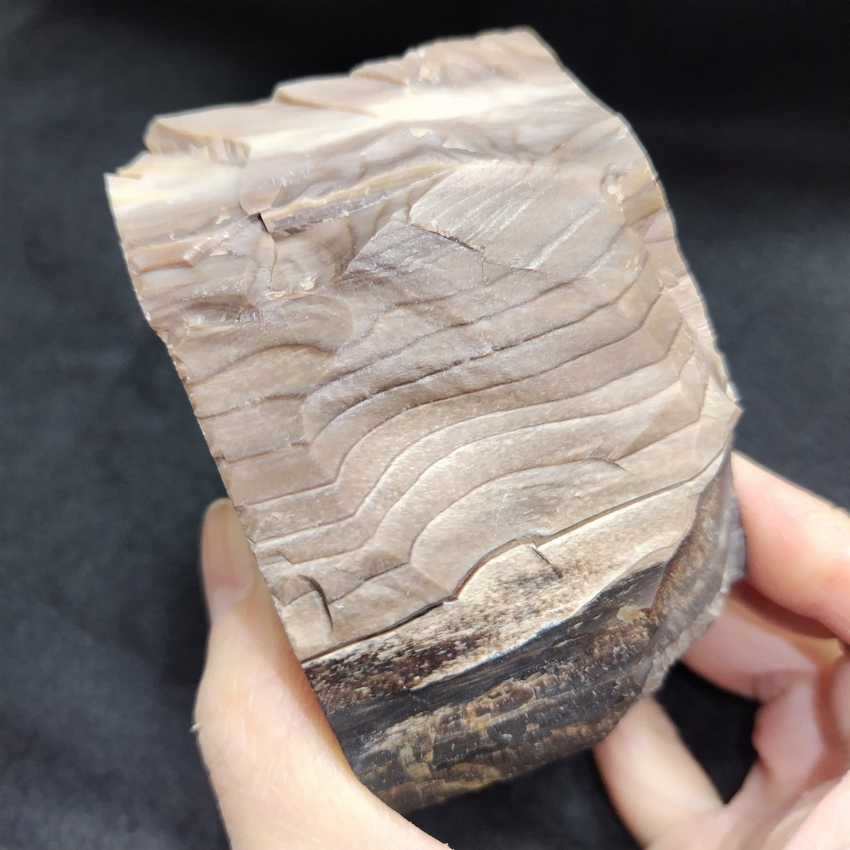 蛋白石化した珪化木/Opalized Wood】 時代：新生代第三紀 産地：岩手県