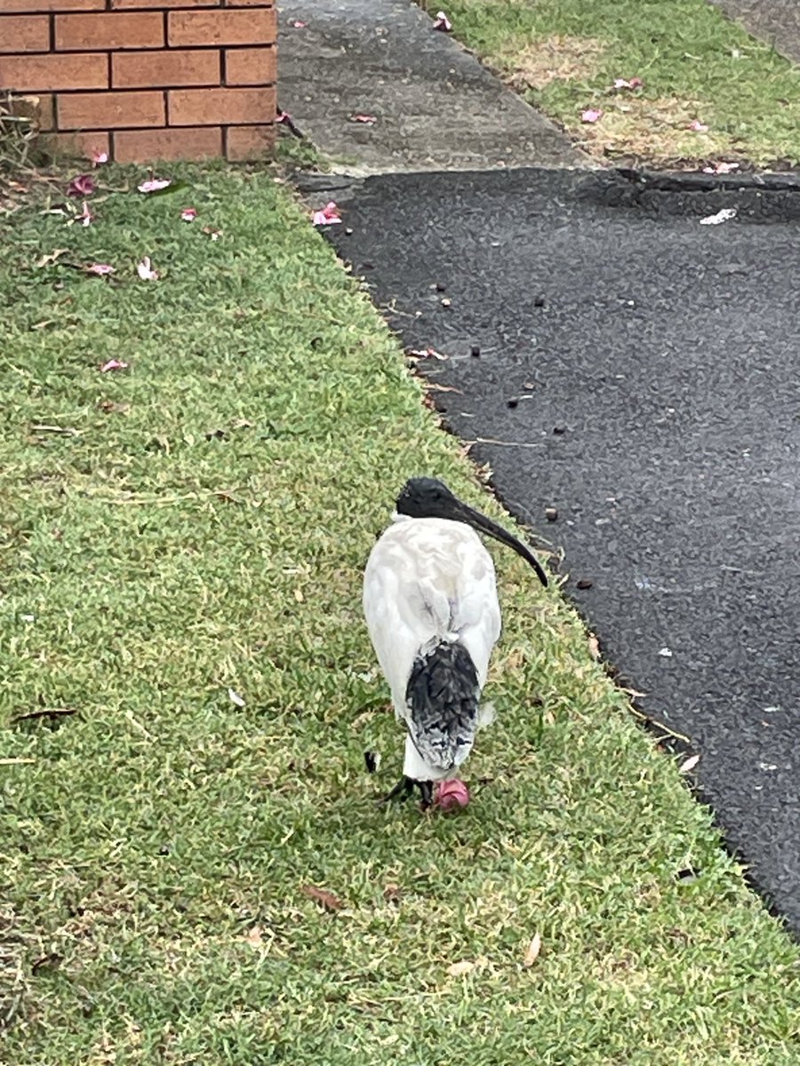australia eh um pais exotico, olha o bicho q anda na rua
