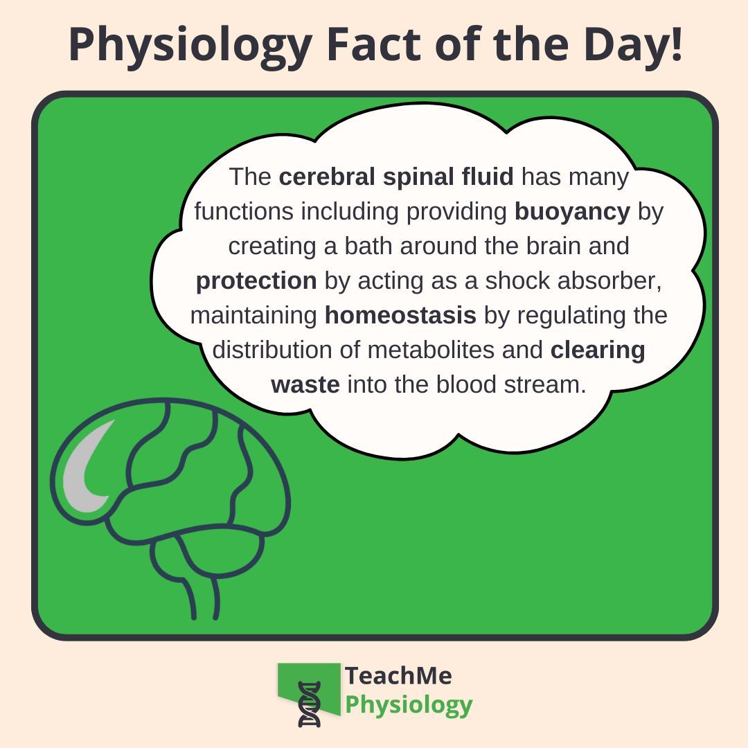 tmphys's tweet photo. Need a refresher on your CSF?

Check out our article on Cerebrospinal Fluid
https://t.co/wnLcl1Wx13

#TeachMePhysiology #physiology #education https://t.co/KC5wt7yrjS