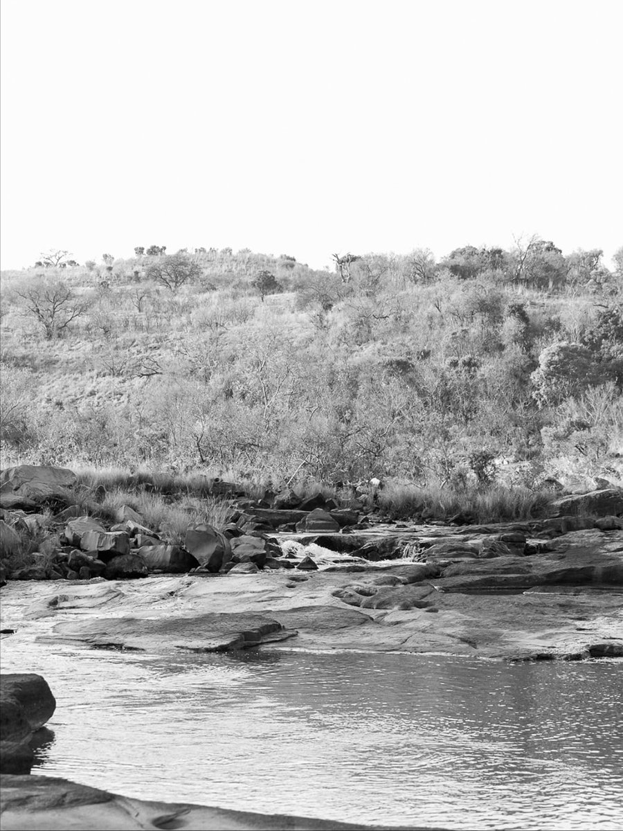 Quiet water. Open space. Life unfolding exactly as it should.

Protecting this ecosystem means preserving these moments, now and for generations to come.

#wildlife #ecosystem #Nambitireserve #naturephotography #conservation #southafrica