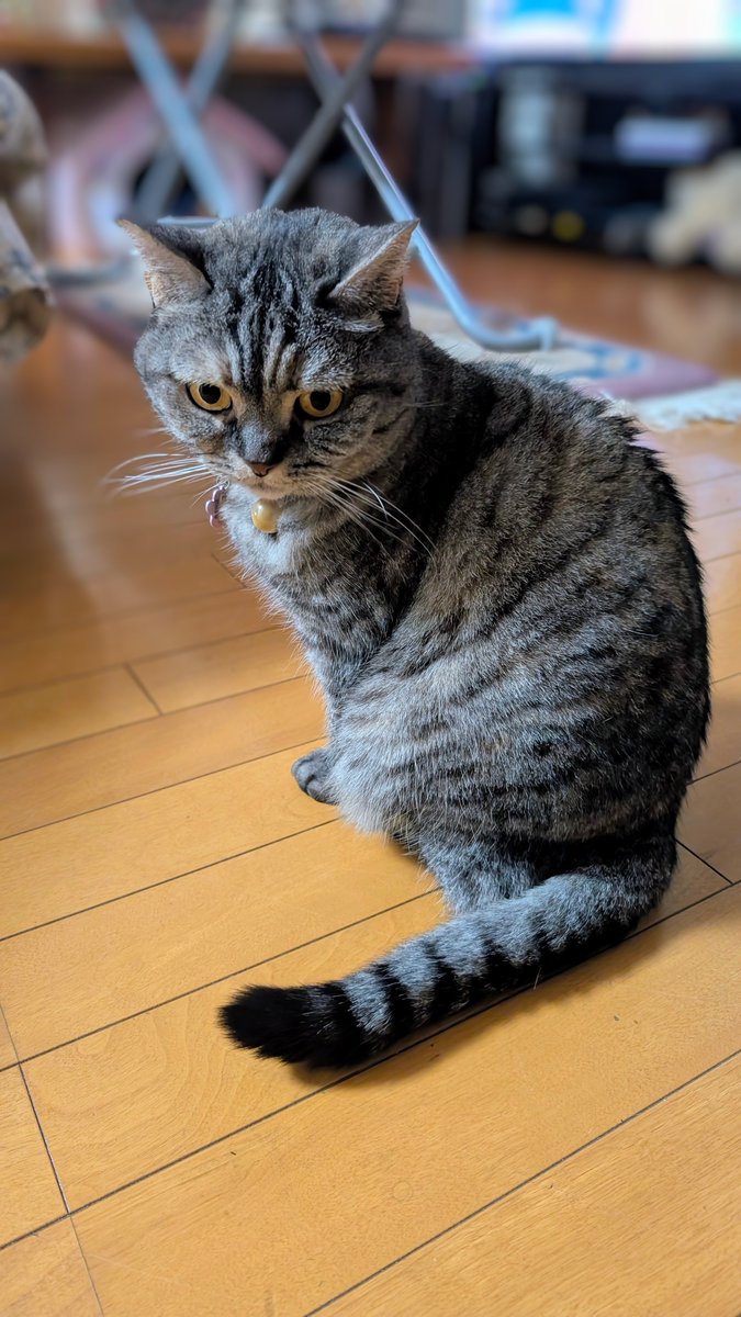 ねこさん⚡(ΦωΦ) (@catnap707) / Posts / X