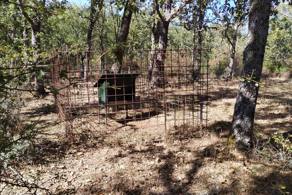 CastellaNatura's tweet photo. Es muy típico de los cazadores crear un problema y luego quejarse.

Estas fotos las tomé colándome dentro de una de las fincas privadas de Cabañeros. Durante décadas han mantenido artificialmente poblaciones MUY ALTAS de ungulados en estas fincas para su explotación cinegética https://t.co/RNLaaLoJOj