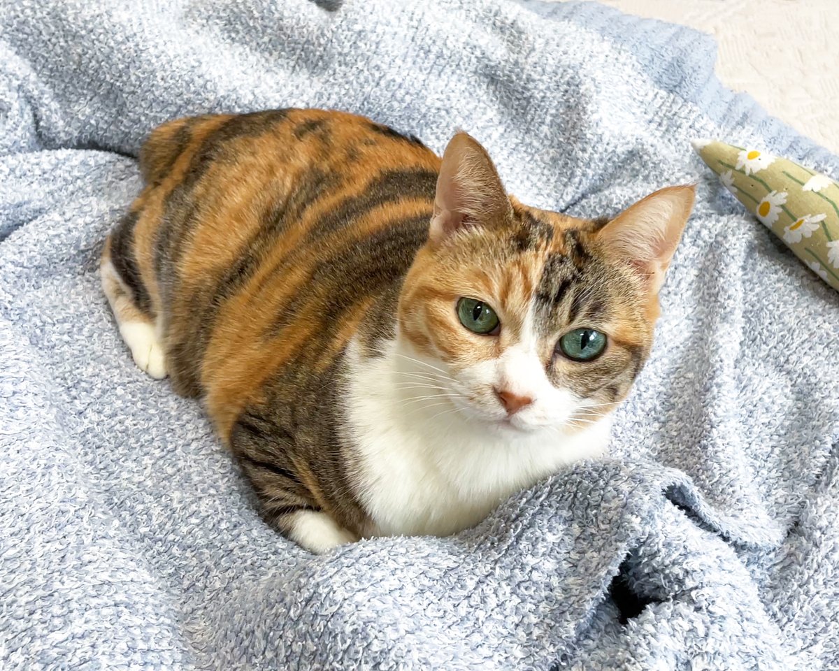sobun_nekomanga tweet picture