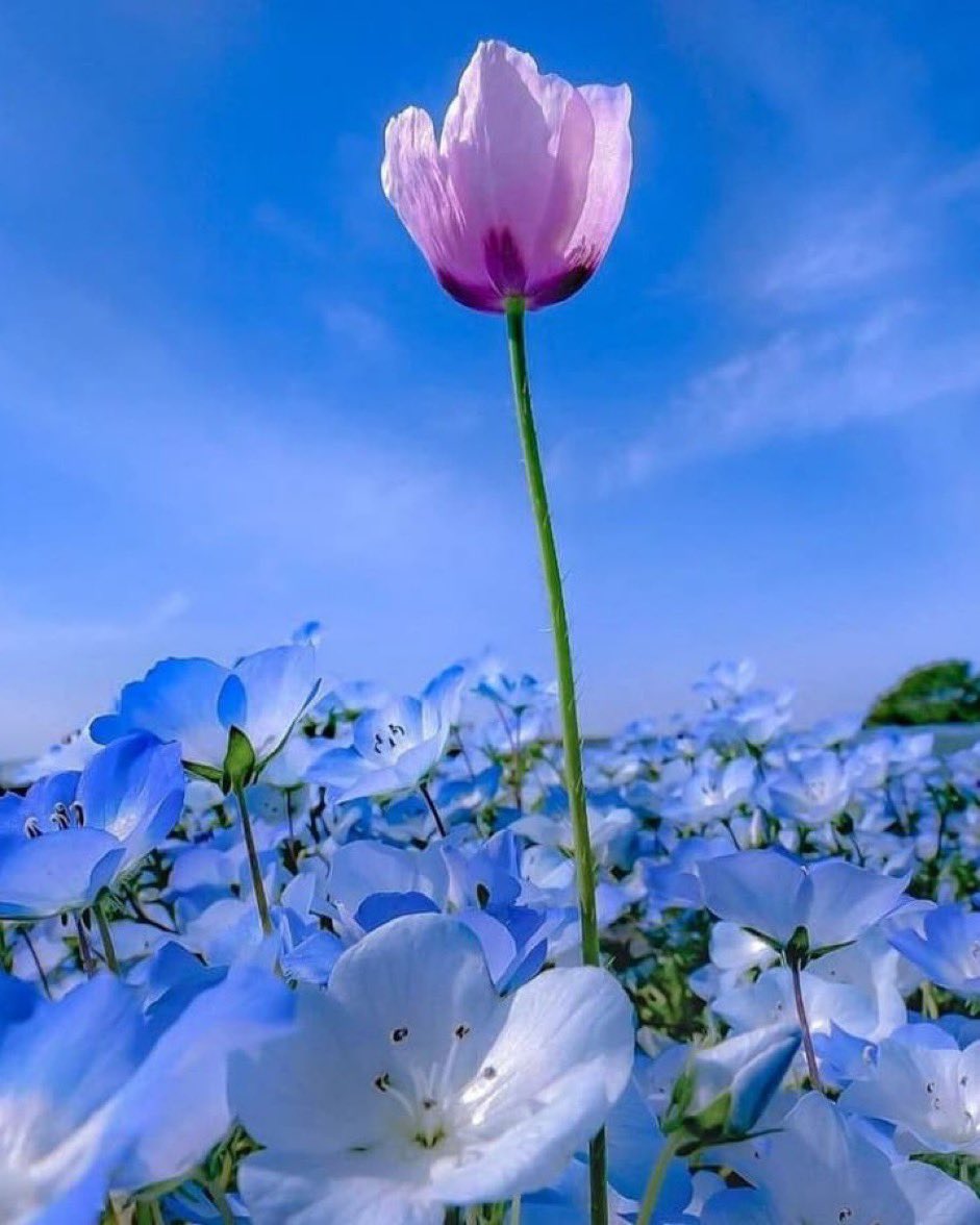 “”There will always be rocks in the road ahead of us. They will be stumbling blocks or stepping stones; it all depends on how you use them..””

—Friedrich Nietzsche—

📸 Web