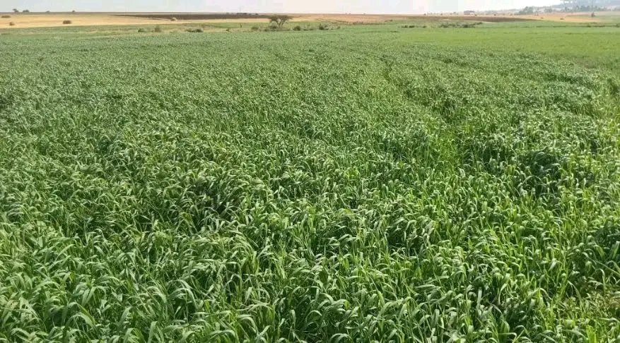 WangelTu's tweet photo. #Salale
#North_Shoa
#Wheat_Product_North_Shoa_Oromia_Ethiopia https://t.co/JTmWalYYeA