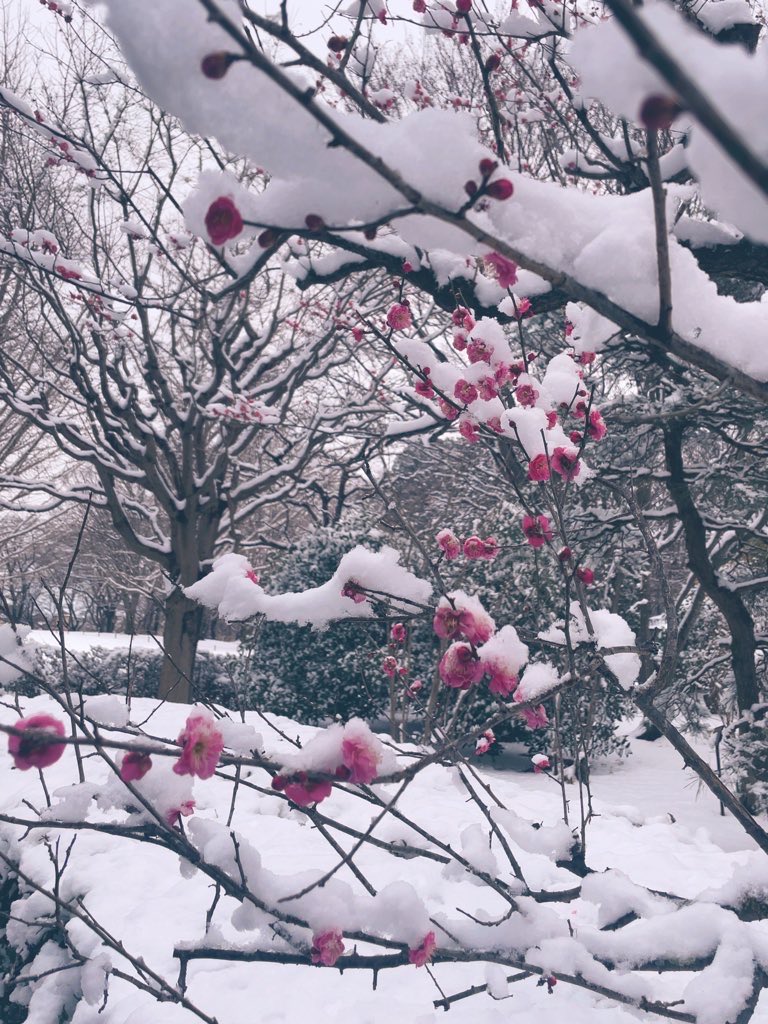 vor017's tweet photo. Plum blossoms are blooming! https://t.co/fwrBKS4SDt