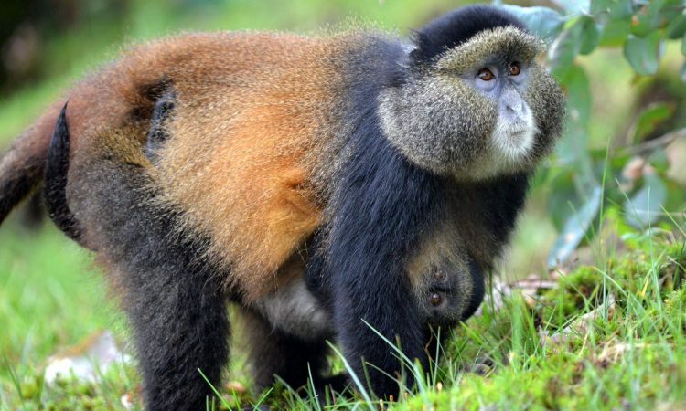 Standing just meters away from a mountain #goldenmonkey is unforgettable. It is silent. Powerful. Humbling.

👉 Book Now

📩sahihiafricatours@gmail.com

#visitrwanda #SahihiAfricaTours #travel #Africa #SafariExperience #Kigali #Rwanda #Discovery #TravelDeals #ValentinesDay2026