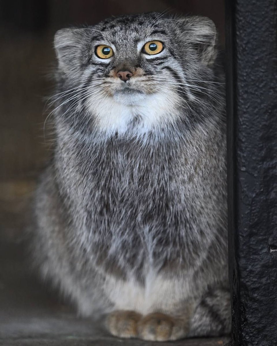 Daily Manul tweet media