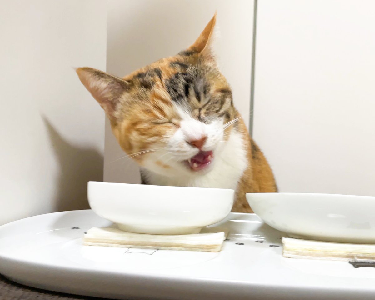 2ページ猫漫画「おなか空いたら」