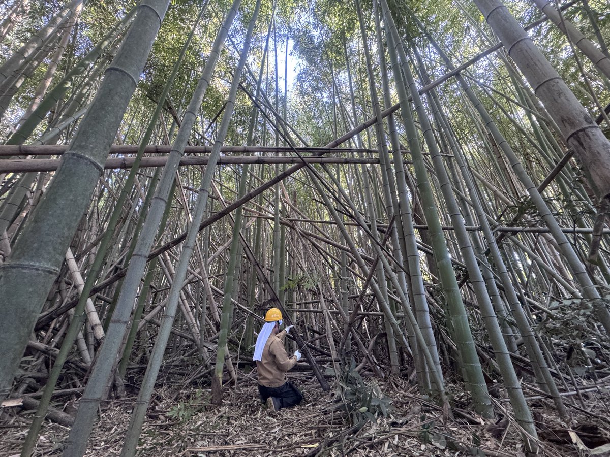 FuchuConti's tweet photo. メンマづくりのための竹林整備を始めました。

https://t.co/07P8L6fFCb https://t.co/JSB1w0rxi7