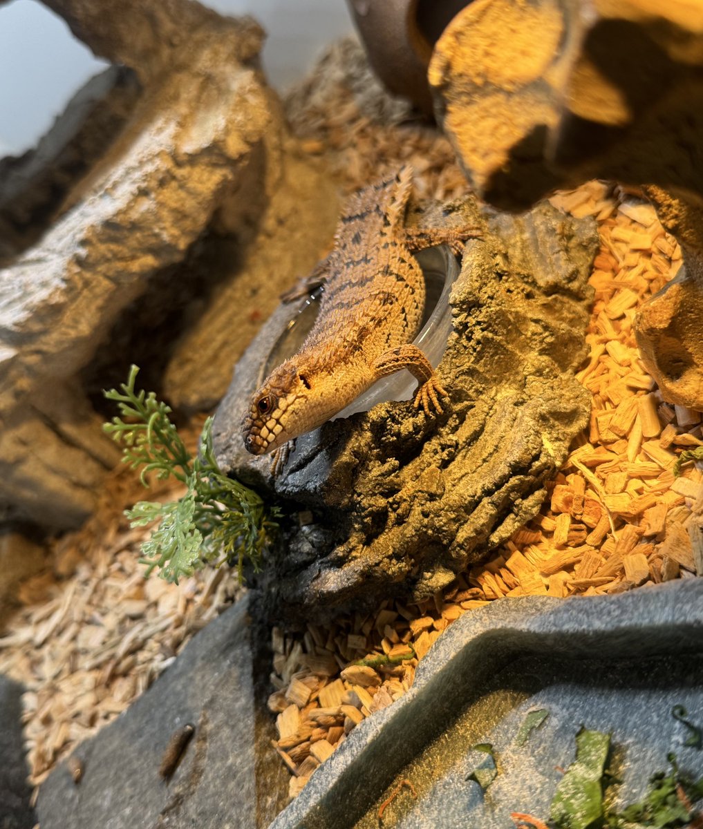 月光堂【 爬虫類シェルター制作所】 (@tsukinohikari32) / Posts / X