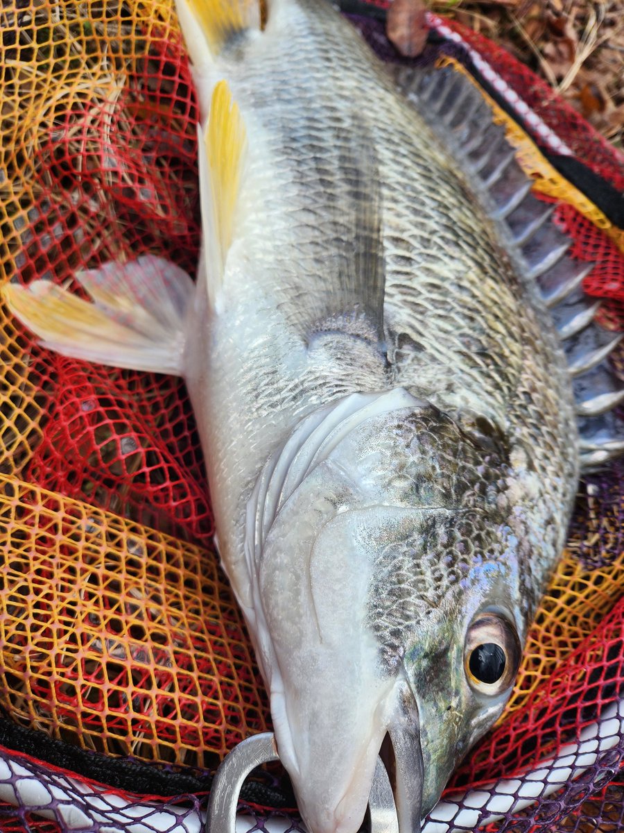 ツヨっさん tweet media