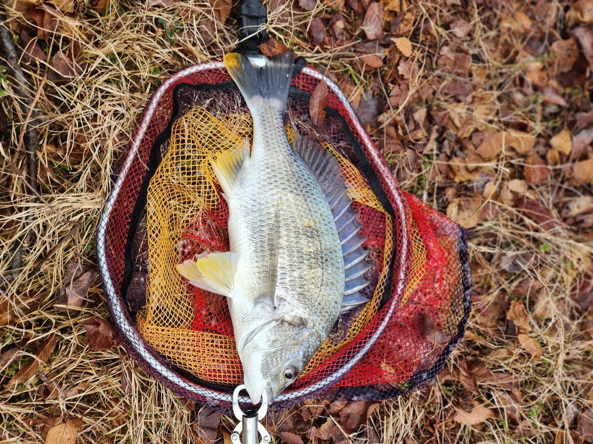 ツヨっさん tweet media