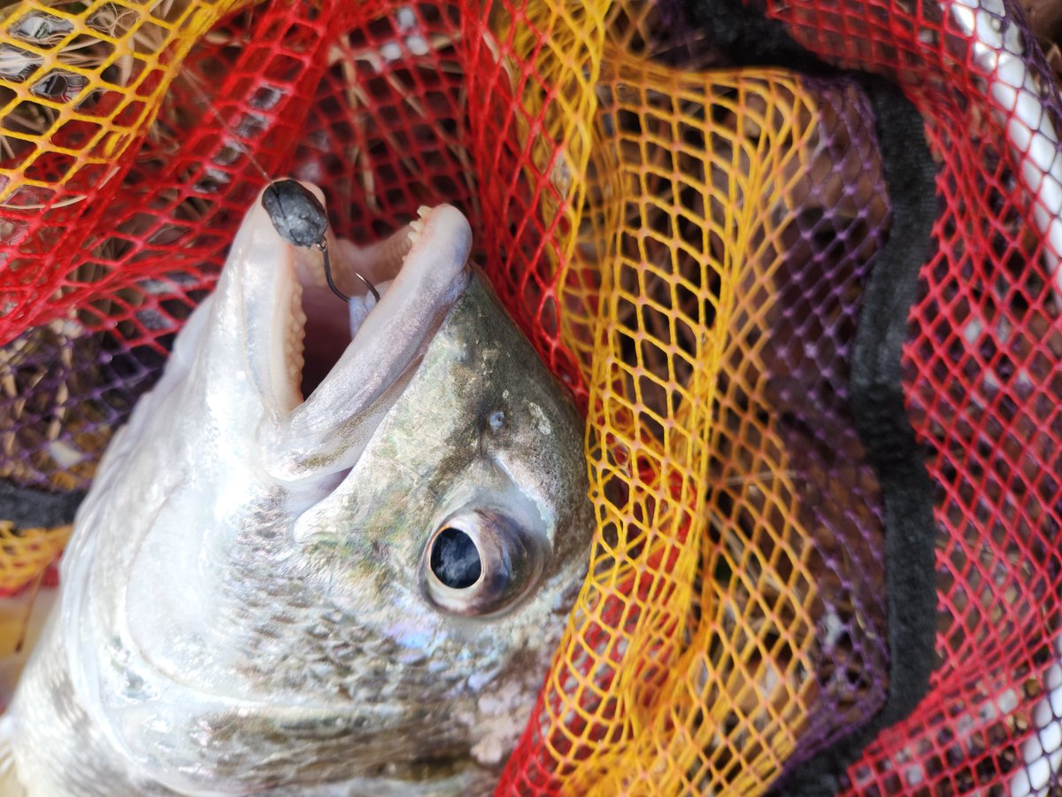 ツヨっさん tweet media