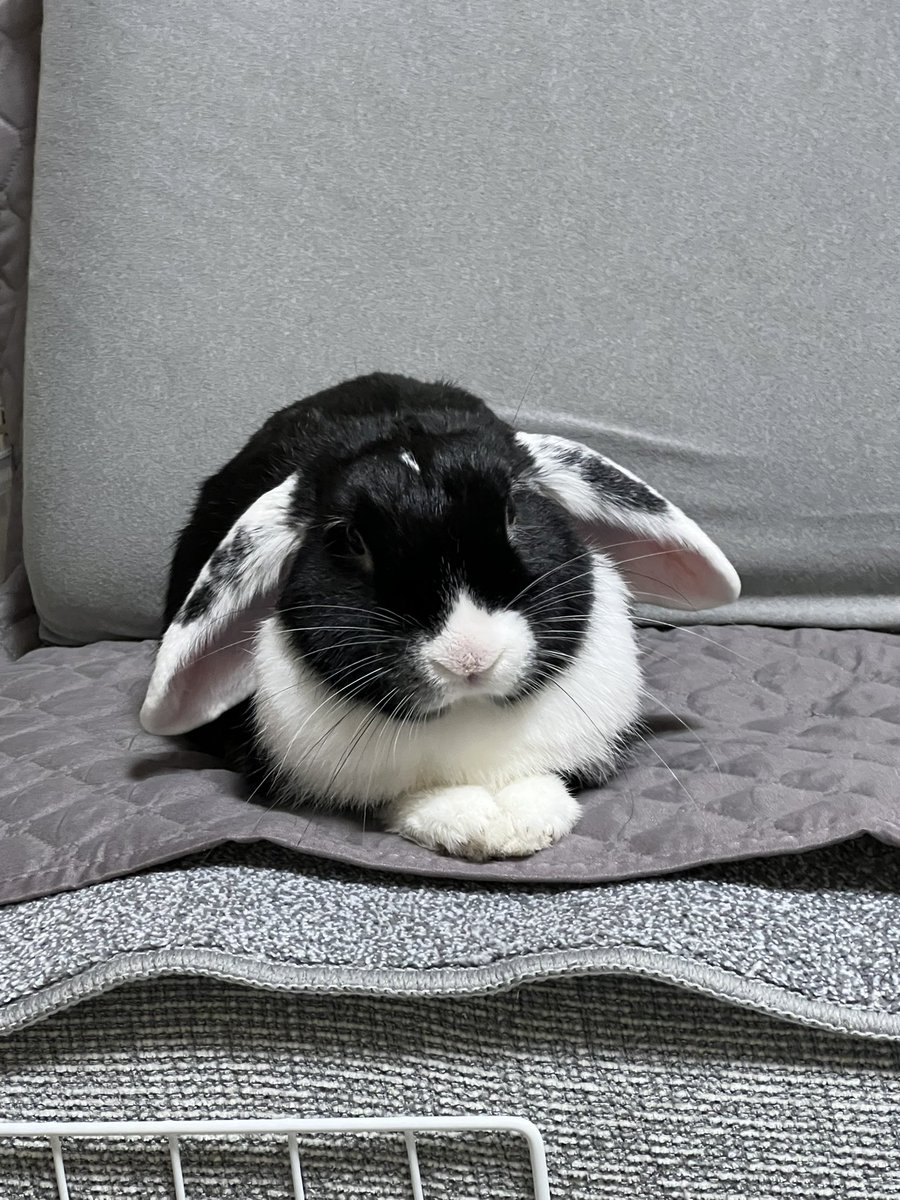 うーちゃん、眠いねぇ🐄💤