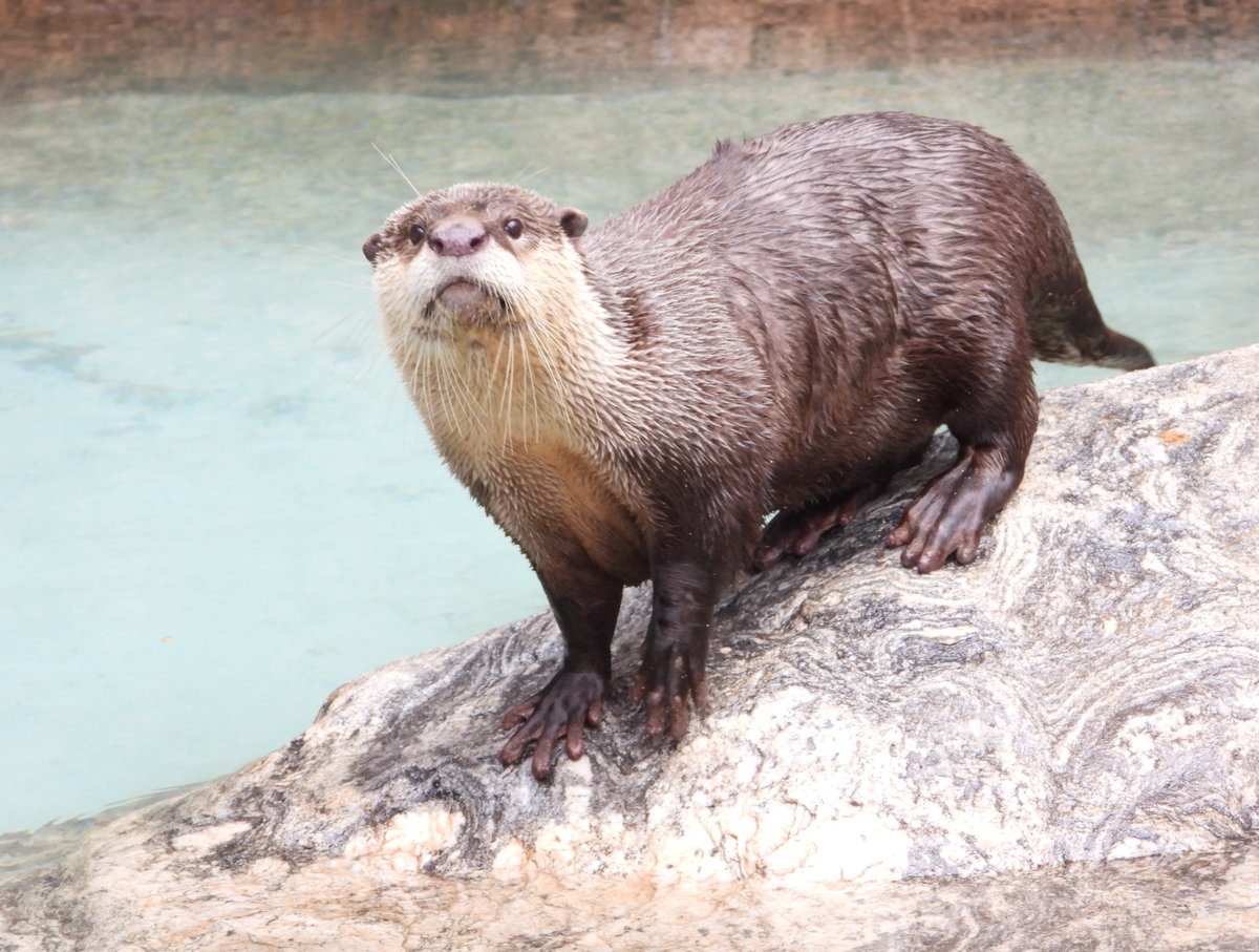 かわうそ(・ᴥ・) (@iF9kOxq2miU6JaD) / Posts / X