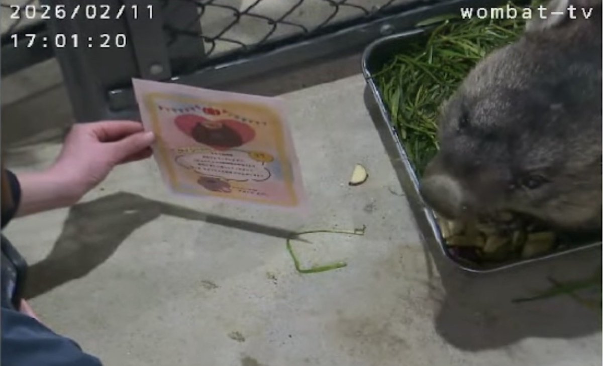 ウォレスくんからの㊗️カードを受け取るワインさん🍷
#ワイン #ウォレス #ウォンバット #五月山動物園 #茶臼山動物園