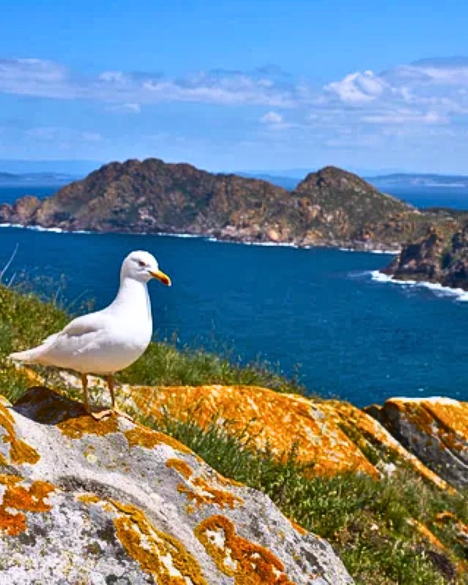 Las 𝗜𝘀𝗹𝗮𝘀 𝗖í𝗲𝘀: agua transparente, arena blanca y calma real.⁣
⁣
Desde Aldea do Cunqueiro, desconectar es fácil 🌿⁣
⁣
¿Amanecer tranquilo o atardecer frente al Atlántico?⁣
⁣
#GaliciaCalidade #TurismoRural #RíasBaixas