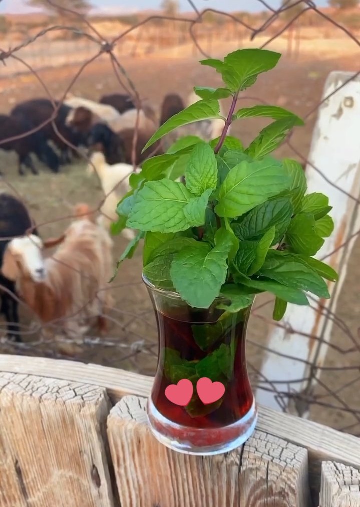 خزامى الصحراء tweet media