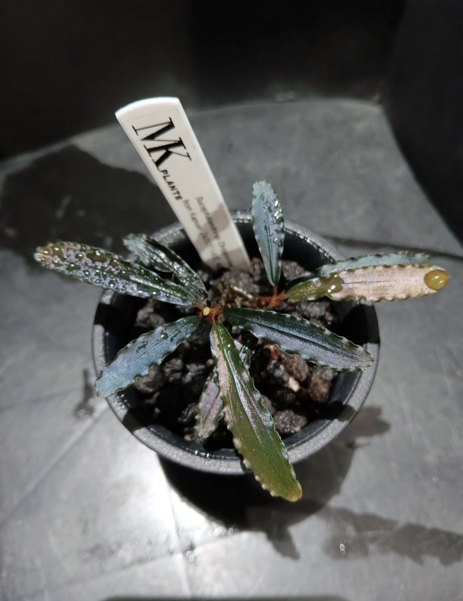 Bucephalandra sp.Chopper-leaf from Kapuas 【AZ0311-XX】AZ便 Bucephalandra sp.Chopper-leaf from Kapuas 【AZ0311-XX】AZ便
