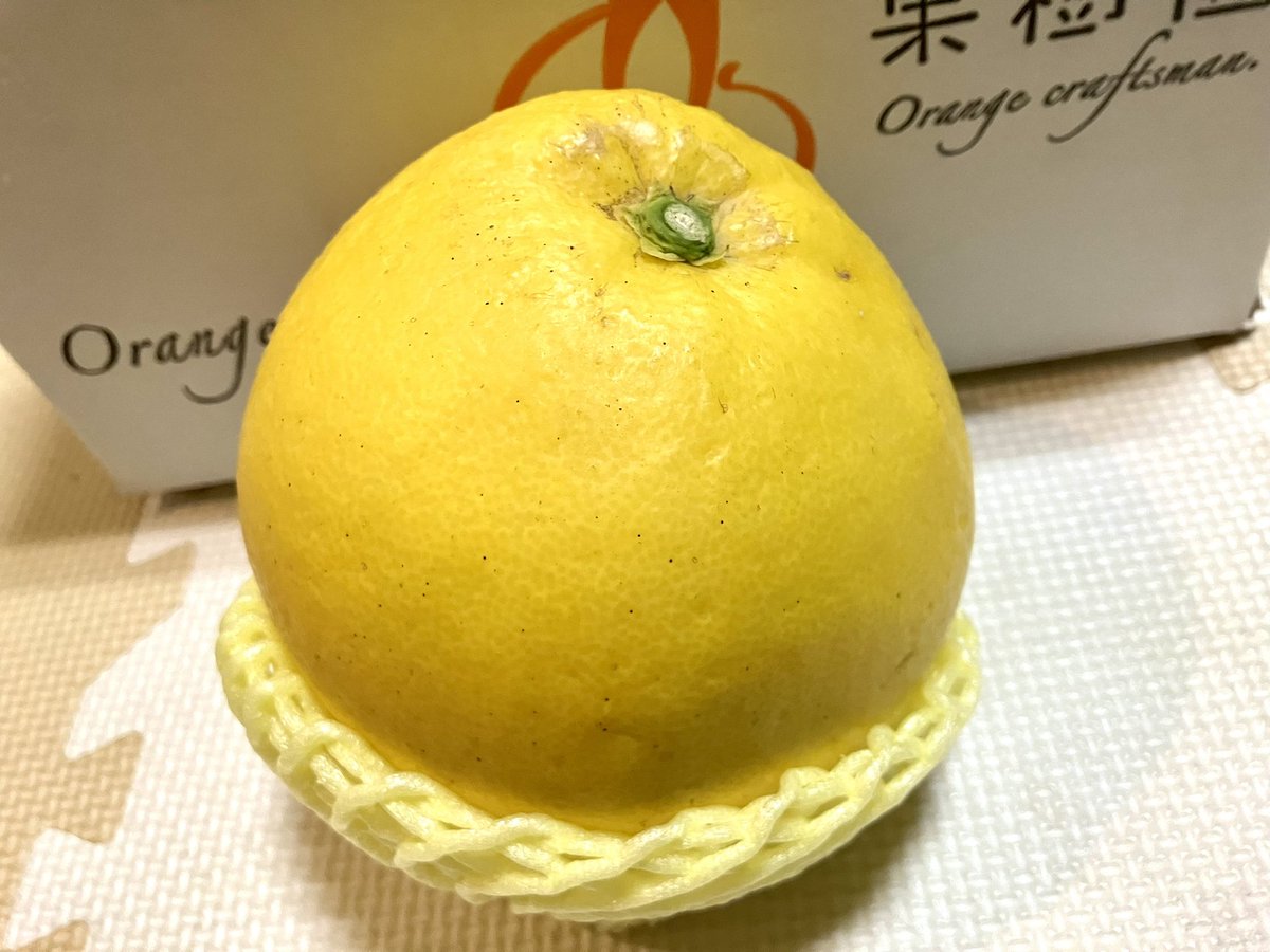 misirokurama's tweet photo. とっても大きくて立派な文旦が届きました☆☆☆
ビタミンCがいっぱい入ってそう〜
美味しそう〜
果物嬉しいです^ ^

寒い日が続いていますが文旦でビタミンC補給☆

#文旦
#鞍馬みしろ https://t.co/S4NJm0spVL