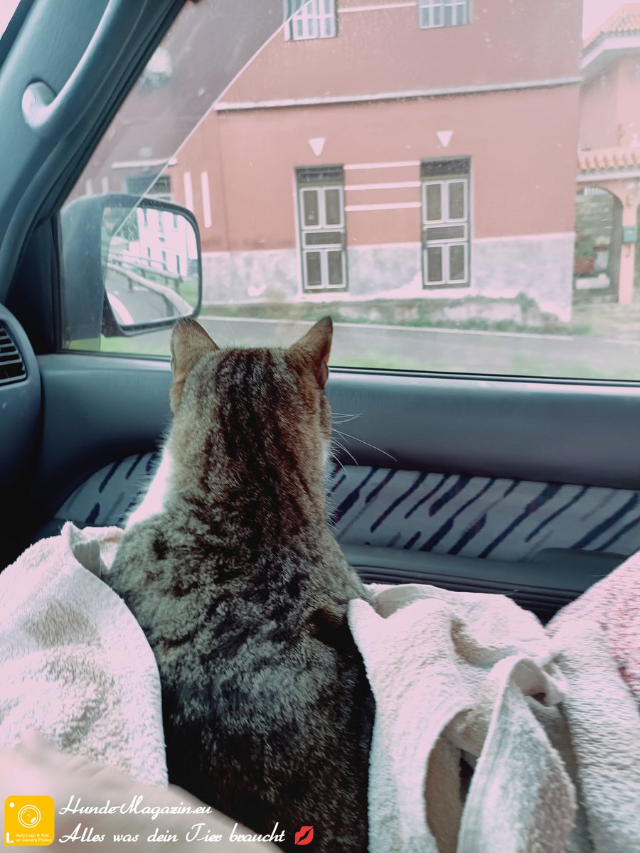 brettermacher's tweet photo. Der Hauskater auf dem Weg zum Doc fand das Autofahren ja  richtig spannend. Der hat so ein Glück gehabt ! Nach dem er in der Schiebetür eingeklemmt war, hat die Untersuchung ergeben das alles gut ist. Danke! Gute Nachrichten sind ja so wichtig für die Laune. Besonders heutzutage https://t.co/mpOQIx0Eja