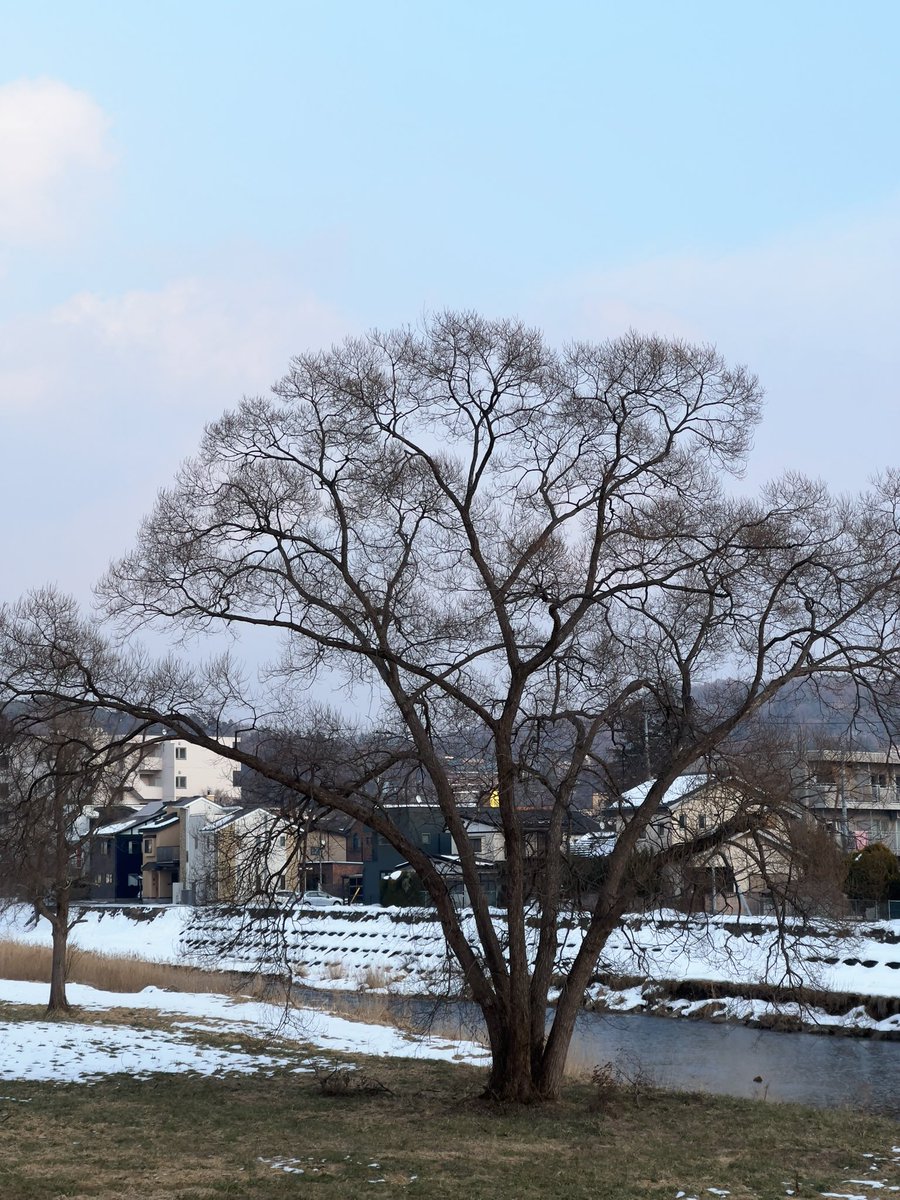 zhutiantian's tweet photo. 今天下午盛冈散歩日和。
天气暖和,脚下的路干干净净没有雪,有雪可看。
路线也满意,干活儿干到13点去 #ポンコツ酒場 吃个 lunch set ,吃完去 #booknerd 逛逛,买两本书,然后走到 #saveur 买面包,跟可爱的店主聊会儿天。 https://t.co/OhwIl9RKD5