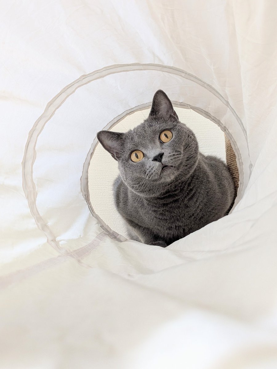 たぬを (@nekonotanukikun) / Posts / X