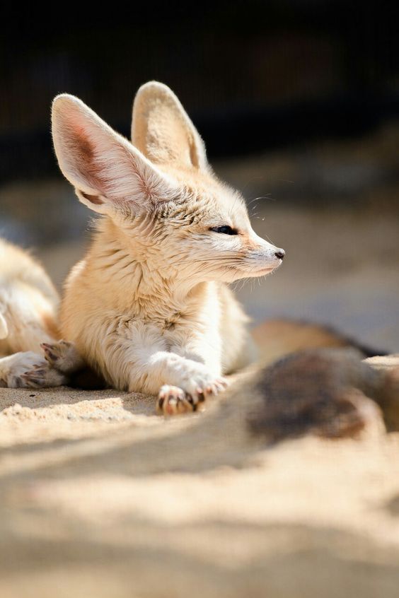 WildLifeCore's tweet image. Desert cutie with giant ears 🏜️🦊✨
The fennec fox listens to the sands, quick, clever, and light on its paws 🌙💛
Tiny, fearless, unforgettable—nature’s little dune dancer 💫🌟#wildlife #fypシ #fox