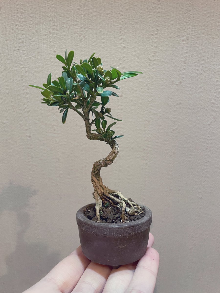 手乗り盆栽。UGCの戦利品です。 盆栽大野さんの台湾ツゲに、ラーメン的
