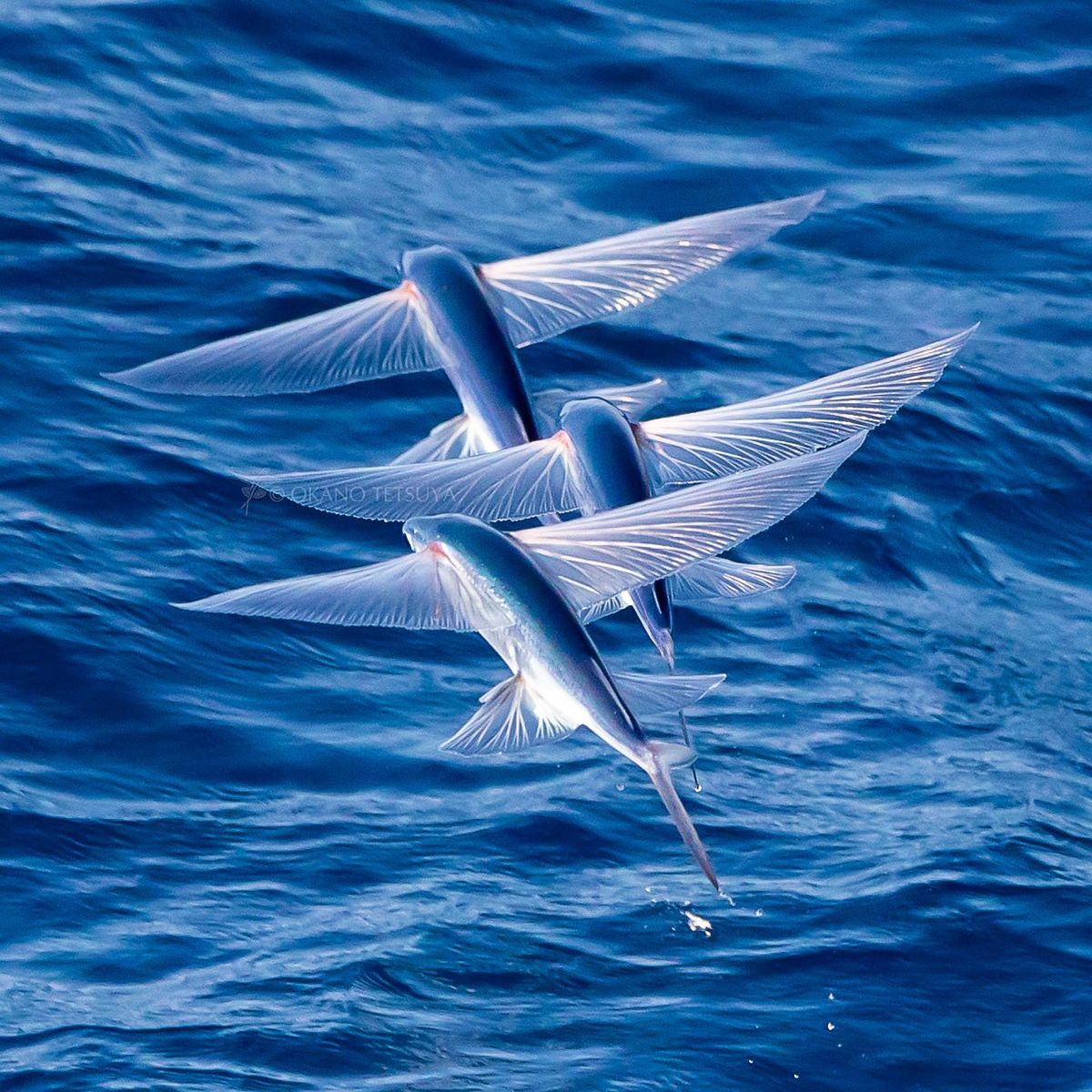 WildLifeCore's tweet image. Sky meets sea 🌊✨🐟
The flying fish bursts from the waves, gliding like a silver arrow through the air 💨🌤️
Fast, fearless, unexpected—nature’s high-flying ocean wonder 💫💙#wildlife #fypシ #ocean