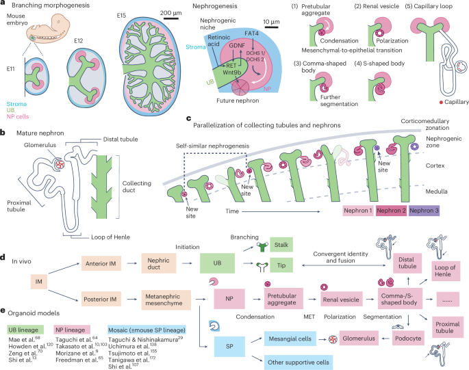 NatureBiotech's tweet photo. Developmentally inspired synthetic kidney engineering https://t.co/IslTjcZDUZ https://t.co/dqfBpz16db