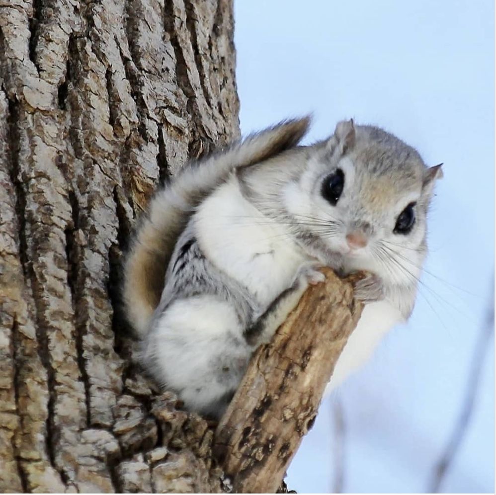 WildLifeCore's tweet image. Nighttime glider 🌙🐿️✨
The flying squirrel soars between trees, stretching wide like a tiny forest superhero 🌲💨
Quick, quiet, and magical—nature’s little sky surfer 💫💛#wildlife #fypシviral