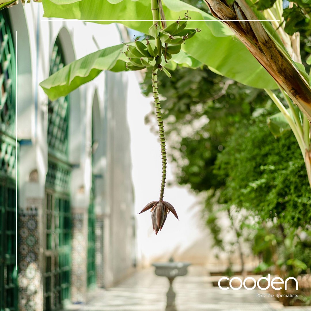 "Artificial intelligence (AI) is being used to let botanic garden visitors chat to 20 plants and get responses."

Find out more on this story below: 

bbc.co.uk/news/articles/… 

#rndtaxrelief #rndtaxcredits #rnd #patentbox #technology #innovationuk #ukbusiness