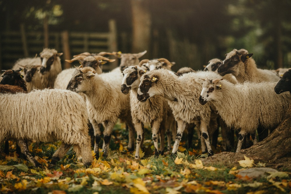 zemedelske's tweet photo. 🐑Cesta vlny z farmy až do šatníku! První ročník Ostrava Wool Festu představí živou expozici ovcí včetně ukázek jejich stříhání, vlněný trh, řemeslné workshopy, setkání přadlen i odborný přednáškový program. K ochutnání ovčí a farmářské speciality. ➡️27. a  28. února NZM Ostrava https://t.co/LLh6cL7ASI
